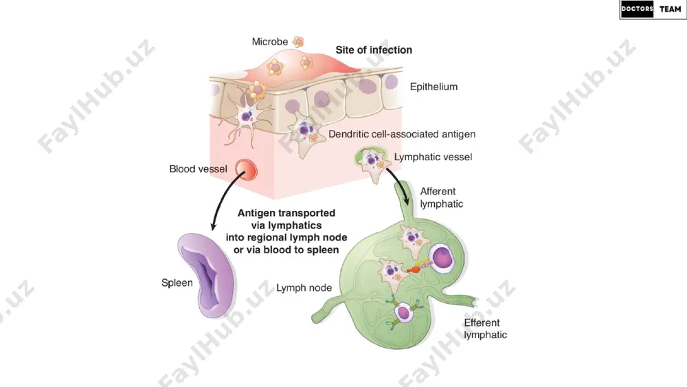 immunology lesson - 6 doctors team - Page 5