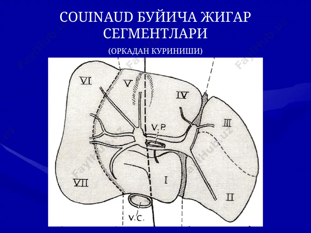 жигар касалликлари - Page 4