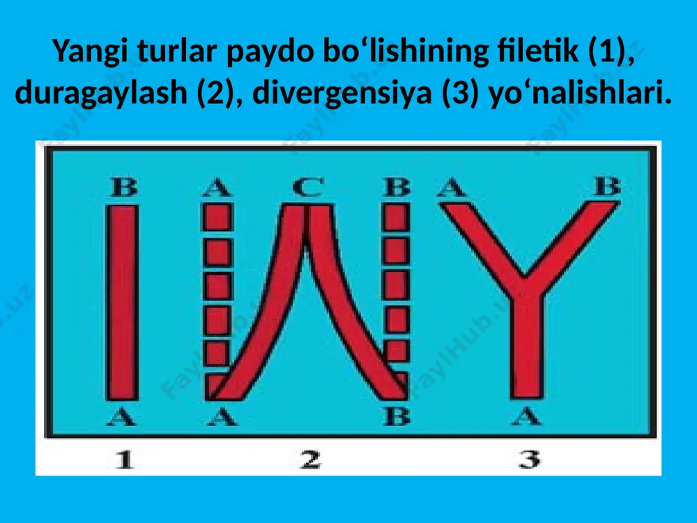 afrika, avstraliyaga tarqalgan. simpatrik yo‘nalishda tur paydo bo‘lishi ajdod tur areali doirasida alohidalanish sodir bo‘lishi bilan bog‘liq. alohidalashgan populatsiyalar ajdod tur bilan bir arealda tarqalgan bo‘ladi. odatda alohidalashgan individlar guruhi ajdod tur vakillaridan urchish muddati yoki yashash joyi, yoxud jinsiy jihatdan farq qilishi bilan ajralib turadi. shunday usulda alohidalashgan populatsiyalardan keyin chalik mutatsion o‘zgaruvchanlik, tabiiy tanlanish tufayli yangi turlar paydo bo‘ladi. filippinda 10 ming yil oldin paydo bo‘lgan lanao ko‘lida yagona bitta ajdod baliq turidan simpatrik yo‘nalish bilan 18 ta baliq turi, yonsuzar qisqichbaqa turkumining bir ajdod turidan 250 ta yangi tur paydo bo‘lgani ma’lum. shu singari simpatrik yo‘nalishdagi yangi turlarning paydo bo‘ lishi ekologik alohidalanish natijasi ekanligidan dalolat beradi. simpatrik yo‘nalishda tur paydo bo‘lishi ekologik alohidalanish natijasida umu miy areal doirasida chittaklarning 5 turi kelib chiqqan. katta chittak bog‘larda yirik hasharotlar bilan, moskovka chittagi hasharotlar tuxumlari va qurtlari bilan, lazorevka chittagi daraxt, butalar po‘stlog‘i orasidagi mayda hasharotlar bilan, kokilchali …