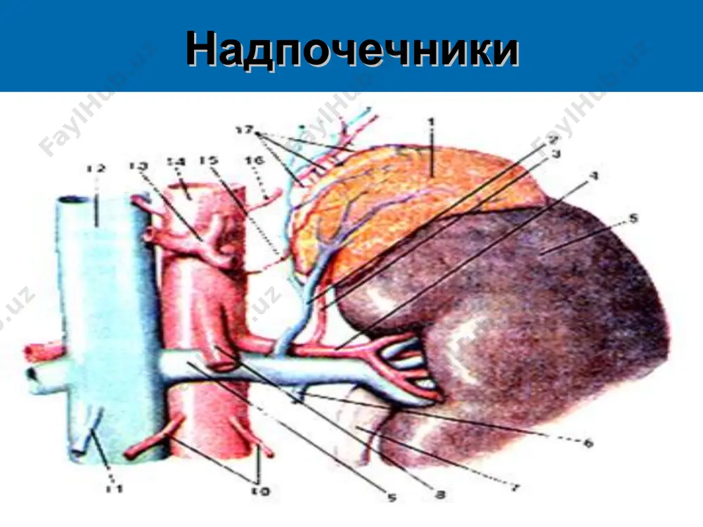 ресса. клиника клиническая картина заболевания обусловлена недостатком минерало- и глюкокортикоидов. наиболее характерными симптомами, выраженность которых, как правило, отражает тяжесть заболевания, являются: гипотония, адинамия, нарушения со стороны желудочно-кишечного тракта. последние характеризуются снижением или отсутствием аппетита (самый ранний симптом), тошнотой, рвотой, запорами, поносами. нередко наблюдается снижение кислотности желудочного сока. отмечаются нервно-психические расстройства: повышенная раздражительность или депрессивные состояния, головные боли, бессонница. при рентгенологическом исследовании органов грудной клетки обнаруживают уменьшение размеров сердца. на экг имеются признаки гиперкалиемии. степень пигментации кожи не отражает тяжести болезни аддисона, но уменьшение или увеличение ее в процессе лечения свидетельствует об эффективности терапии. при вторичном аддисонизме проявления заболевания менее выражены. иногда в клинической картине преобладают признаки недостаточности альдостерона. очень редко наблюдается болезнь аддисона без пигментации ("белый аддисон"), причиной которого, как правило, является туберкулез надпочечника. при отсутствии лечения или чрезвычайных состояниях организма (травма, операция, интоксикация) у больных болезнью аддисона развивается грозное осложнение - аддисонический криз, при котором состояние постепенно или резко …