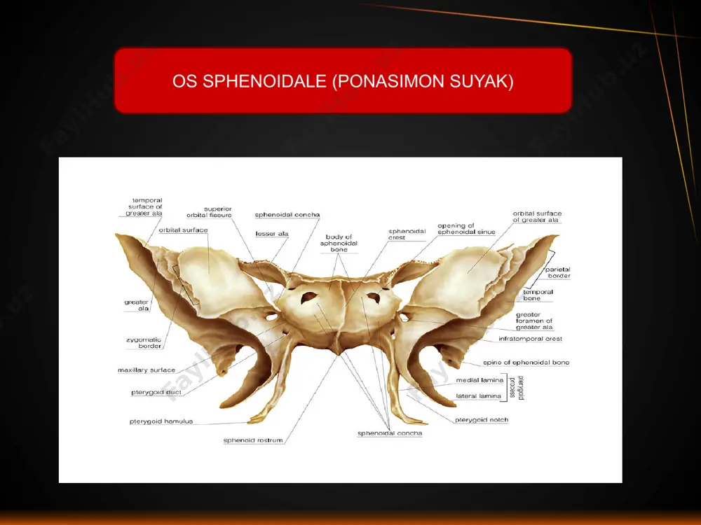 atta hujayralaridan biri bo'lgan katta panjara kabarcığı (bulla ethmoidalis) bor. o'rta burun insult frontal sinus (sinus frontalis) bilan xabar orqali hochkovidnym jarayoni va panjara qabariq o'rtasida huni shaklidagi uyasi (panjara huni, infundibulum ethmoidale), bor. sfenoid suyagi neurocranium ning juftlashmagan suyakidir. u bosh suyagining o'rtasida old tomonga, oksipital suyakning bazilar qismi oldida joylashgan. sfenoid suyagi orbitani hosil qilish uchun ifodalangan ettita suyakdan biridir. uning shakli biroz kelebekka o'xshaydi yoki qanotlari bilan uzaytiriladi. mandibula ( pastki jag‘ suyagi) pastki jag', mandibula, bosh suyagining harakatlanuvchi suyagi. uning funktsiyasi (chaynash apparatining eng muhim qismi) va uning shakli ma'lum darajada saqlanib turadigan birinchi gill (mandi-jigarrang) kamarning rivojlanishi tufayli bir naqshga o'xshash shaklga ega. ko'pgina sutemizuvchilar, shu jumladan pastki primatlarda, pastki jag ' suyakdir. shunga ko'ra, insonda u asta-sekin o'sib-ulg'aygan ikkita boshlang'ichdan kelib chiqadi, ular tug'ilgandan keyin 2-yilga suyakka qo'shilib, o'rta chiziq bo'ylab ikkala yarmining (symphysis mentalis) birlashishi izini saqlab qoladi. passiv bo'limdan chaynash apparati tuzilishi, …