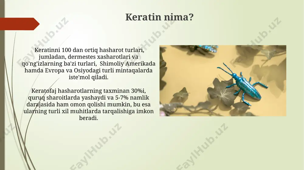 hududlarda o'simlik qoldiqlari va hayvon shoxlarida yashaydi. keratofaj hasharotlarning rivojlanish sikli keratofag hasharotlarning rivojlanish sikli 4 ta bosqichdan iborat bo'lib, tuxum, lichinka, pupa va imago bosqichlaridan o'tadi, bu jarayonning davomiyligi turga va atrof-muhit sharoitlariga (masalan, 25°c haroratda 30 kun) bog'liq. dermestes lardarius kabi ba'zi keratofag turlarining lichinkalari, o'zbekistonning janubiy hududlarida o'rtacha 6-8 hafta davomida rivojlanib, 4-5 marta qobiq almashadi. keratofaj hasharotlarning tarqalishi keratofag hashorotlarning 300 dan ortiq turi dunyoning turli burchaklarida, jumladan, markaziy osiyo, janubiy amerika va afrika kabi mintaqalarda tarqalgan. taxminan 100 ga yaqin keratofag hashorot turi faqatgina avstraliya va okeaniya hududlarida uchraydi, bu ularning geografik tarqalishiga misol bo‘ladi. keratofaj hasharotlarning turlari tropik mintaqalarda, masalan, amazon oʻrmonlarida, keratindan oziqlanadigan 10 ga yaqin noyob hasharot turlari yashaganligi aniqlangan, ularning ba'zilari hali ilmiy jihatdan toʻliq oʻrganilmagan. katta britaniya va shimoliy amerikada taxminan 15 turdagi keratofag qoʻngʻizlari kuzatilib, ularning 2 turi asosan jun mahsulotlariga zarar yetkazadi. ijobiy tomonlari кератофаг ҳашоратларнинг 30 дан …