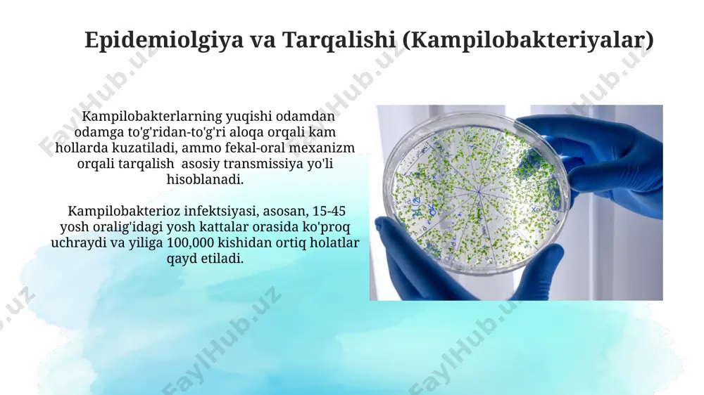 tga ega. iqtisodiy ahamiyati kampilobakteriyalar va gelikobakteriyalar tufayli kelib chiqadigan kasalliklar davolashga katta mablag' sarflashga, ya'ni yiliga o'rtacha 15-20 million dollar iqtisodiy zarar yetkazishi mumkin. chorvachilikda kampilobakterioz va gelikobakterioz tarqalishi natijasida hayvonlarning o'limi va mahsulot unumdorligining 10-15% pasayishi kuzatilib, qishloq xo'jaligi sohasiga sezilarli iqtisodiy zarar yetkazadi. gelikobakteriyalar: morfologiyasi va fiziologiyasi helikobakteriyalar spiral shaklidagi, 0,5-5 mkm uzunlikdagi gram-manfiy bakteriyalar bo'lib, ularning hujayra devorida s-qatlam mavjud. ular mikroaerofil sharoitda, ya'ni kislorod miqdori past bo'lgan muhitda yaxshi o'sadi va ureaz fermentini ishlab chiqaradi, bu ularning oshqozonning kislotali muhitida yashab qolishida muhim rol o'ynaydi. kampilobakterioz: klinik ko'rinishlari kasallikning og'irligi bemorning immuniteti va yuqumli dozaga bog'liq bo'lib, ayrim hollarda 10-14 kun davom etadigan suvsizlanishga olib kelishi mumkin. kampilobakterioz ko'pincha 2-5 kunlik inkubatsion davrdan so'ng o'tkir diareya, qorin og'rig'i va isitma bilan namoyon bo'ladi, shuningdek, ko'ngil aynishi va qusish ham kuzatilishi mumkin. gelikobakteriyalar: umumiy tasavvur helikobakterlar, asosan, helicobacter pylori turlaridan iborat bo'lib, insonda gastrit, oshqozon yarasi …