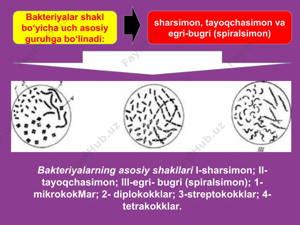 bakteriyalar - Page 4