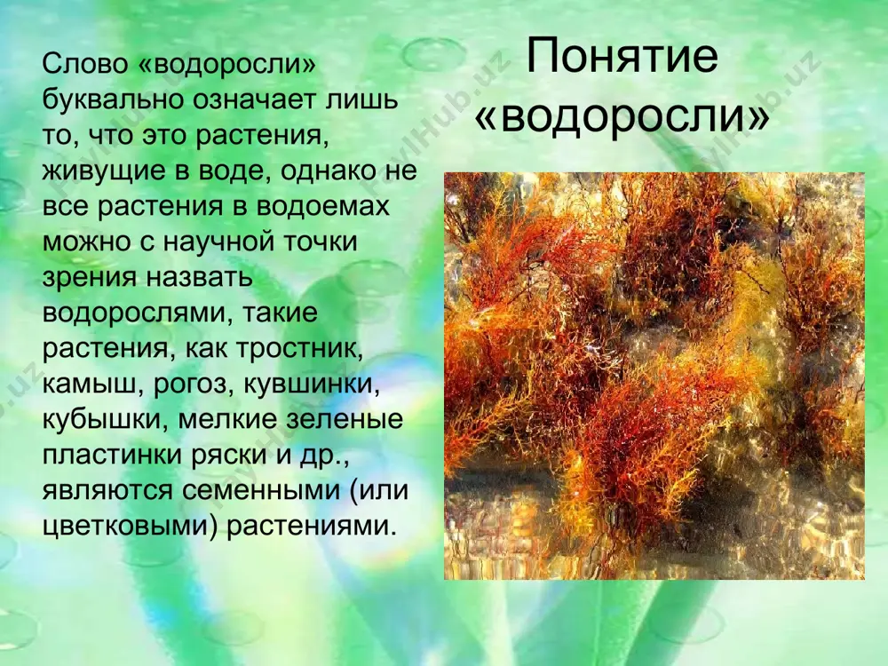 сли. как автотрофы являются поставщиками … взаимопроверка. питаются, дышат, растут, движутся, развиваются и размножаются низшим слоевище (таллом) клеток хлоропласты всей поверхностью тела половым и бесполым зооспоры соседних кислорода