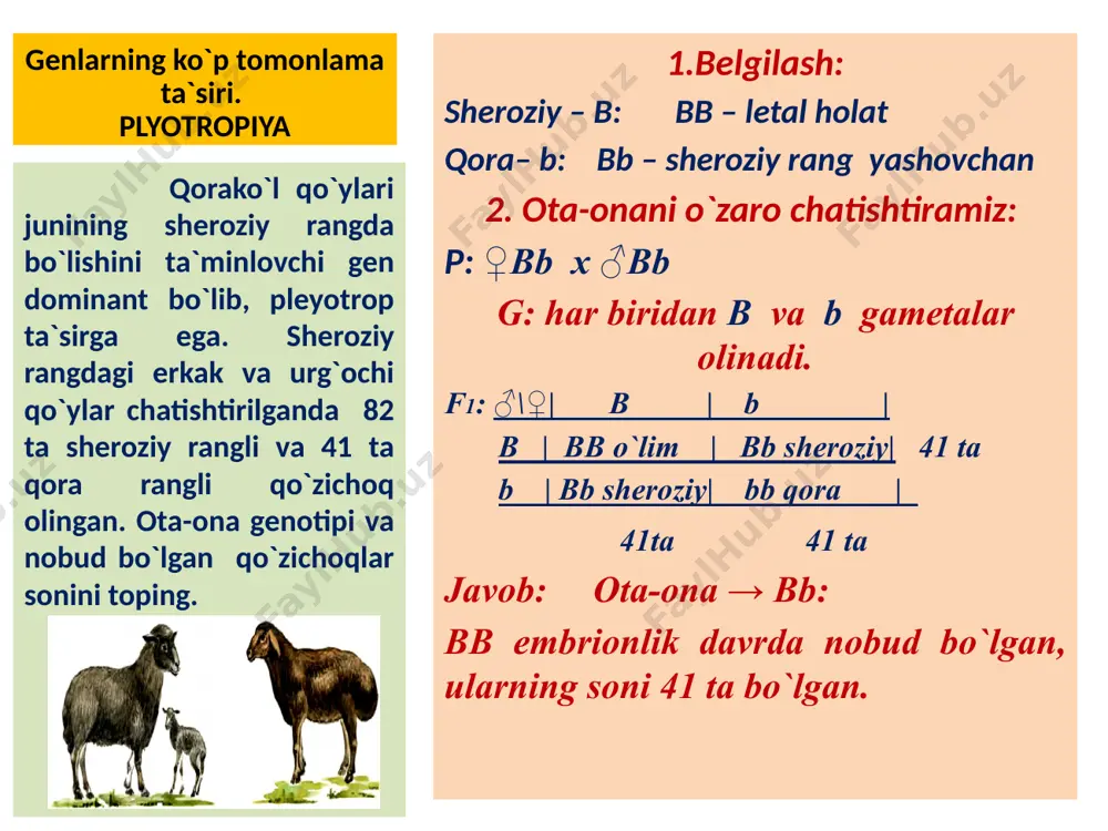 b chiqqan jo`jalarni topamiz: aa, aa va aa genotopli jo`jalar tuxumni yorib chiqdi va ular soni 3000 ta. 4. har bir genotipdan qanchadan hosil bo`lgan? 3000 : 3 (2 aa, 1 aa) = 1000 tadan. 5. shundan kalta oyoqlilari soni qancha? 2 aa = (2 x 1000) = 2000 ta ekan. tovuqlarning kalta oyoqli zoti polizlarni titkilab tashlamaydi, lekin bu belgi tovuq tumshug`ining qisqarishiga ham sababchi bo`ladi. natijada dominant gomozigotali jo`jalar tuxumni yorib chiqolmay halok bo`lishadi. faqat kalta oyoqli oyoqli tovuq yetishtiradigan inkubatorda 3000 ta jo`ja tuxumdan yorib chiqdi. ulardan nechtasi kalta oyoqli bo`lgan? modifikator ta`sir qisqacha ma`lumot: organizm genotipida belgiga bevosita ta’sir etuvchi gendan tashqari ushbu genlar faoliyatini kuchaytiruvchi yoki susaytiruvchi genlar ham bo‘ladi. barmoqlari qisqa odamlar genotipi geterozigota (bb), sog‘lom odamlar genotipi (bb) bo‘ladi. ushbu mutatsiyaga uchragan odamlar shajarasini o‘rganish tufayli bu belgi fenotipda asosiy (b) genidan tashqari modifi kator genlar ishtirokida namoyon bo‘lishi aniqlandi. modifi kator retsessiv …