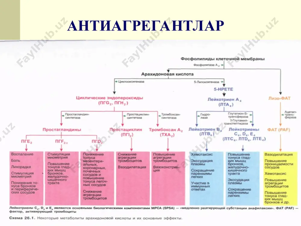 н, фенилин, варфарин и др.) печень нарушение биосинтеза факторов свертывания (в частности, протромби- на) в печени энте- ральный медленная (часы) дни недели фитоме- надион (витамин к,) кулланилади тромбоз ва эмболияларда; тромбофлебитларда; тромбоэмболияда; миокард инфарктида; стенокардияда; ревматик юрак порокларида. фибринолитиклар (тромболитиклар) стрептокиназа (стрептаза, стрептолиаза), урокиназа янги тромб (3 сутка ичида) булса самарали. уткир миокард инфарктида коронар артериялар тромбозларида 1—3 соат ичида юкори самарали. веноз тромбларга карши артериал тромбларга нисбатан самарали. профибринолизинни фаоллаштиради. янги препаратлар: стафилокиназа ( стафилококклардан ), тенектеплаза (табиий тукима профибринолизинидан), альфимепраза (илон захридан). фибринолитикларнинг таъсир механизми тукима профибринолизини активатори таъсири гемостатиклар кон ивишини кучайтиради, кон кетишини тухтатади. махаллий – тромбин гемостатик губка умумий - витамин к ва унинг синтетик аналоги - викасол. антифибринолитик воситалар аминокапрон кислотаси контрикал эътиборингиз учун рахмат !