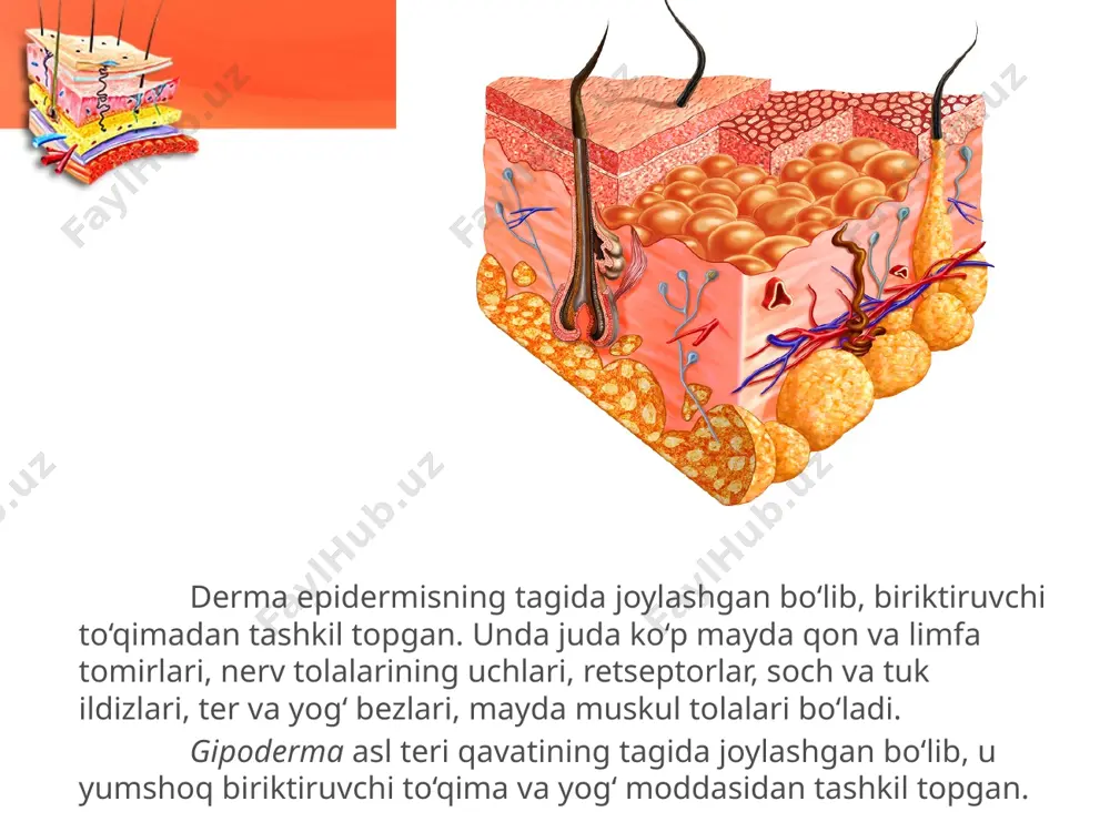 terining tuzilishi va funksiyasi. 8 - sinf - Page 4