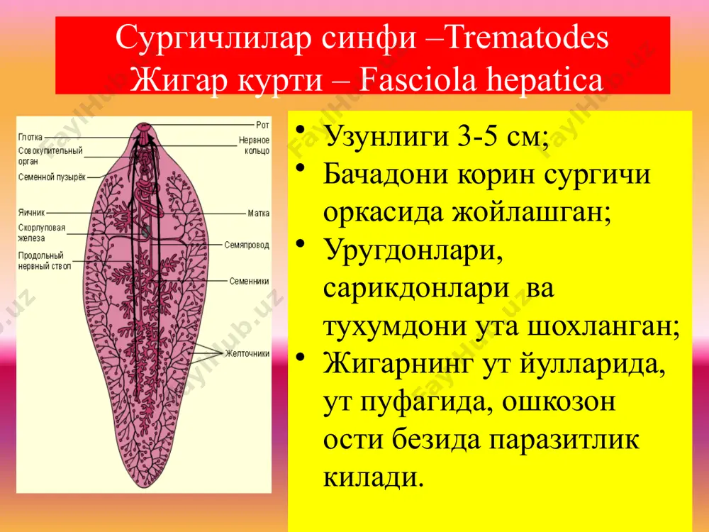 . моллюскадан чикиб,сув тубида урмалаб,фаол инфазия йули билан-сув краблари ва кискичбакаларга киради.-метацеркария хосил булади. краб,кискичбакалар хомлигича ейилса,метацеркарий 12-бармокли ичак деворини тешиб,тана бушлиги-диафрагма –плевра оркали упкага боради. кон сургичлари – schistosomatidae улар айрим жинсли, жинсий деморфизм ривожланган, эркаги йирикрок булиб, махсус канал – гинекофор хосил килади, шу каналда узун ва ингичка ургочиси жойлашади африка, осиё, жанубий америкада учрайди sch. mansoni ва sch. haematobium факат одамда паразитлик килади. sch. japonicum одамдан ташкари уй хайвонларида – от, ит, чучкада хам учрайди шистозомаларнинг хаётий цикли етук шистозомалар - ичак веналарида ва сийдик-таносил органлари кон-томирларида яшайди → … …мирацидий бор тухум капиллярларга тикилиб колади → деворлари ёрилиб ташки тукимага чикади → ташкарига чикади → моллюска → мирацидий → спороциста → редия → церкария (ховуз сувлари юзасида егилади) → церкариялар одамга тегиб кетиши билан,фаол равишда танага кириб олади. кон оркли 20-30 кун давомида жигар,упка веналарида усади ва ривожланади. сунг сийдик таносил тизими веналарида вояга етади. лентасимон …