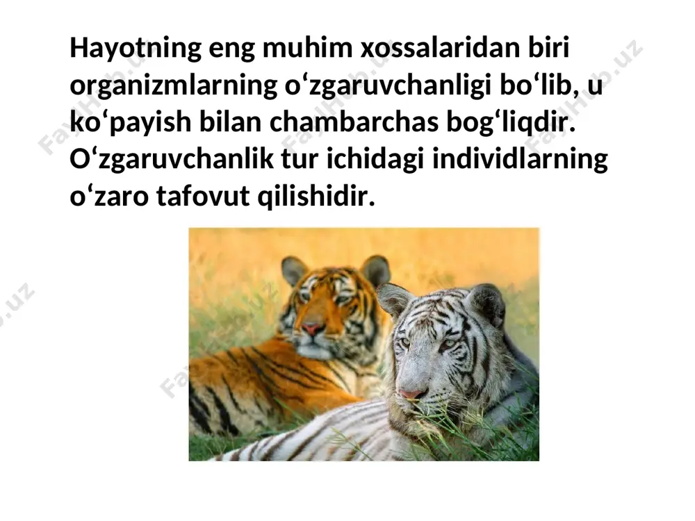 aroitda parvarish qilinsa, ular ba’zi belgilari bilan bir-biridan keskin farq qilishi mumkin organizmning butun o‘sish va rivojlanish jarayoni genotipning doimiy nazoratida hamda tashqi muhitning har bir sharoiti ta’sirida bo‘ladi. тashqi muhit sharoiti qancha qulay bo‘lsa, organizm shuncha yaxshi rivojlanadi navro’zgul primula +15-20 c +30-35 c +15-20 c тurli belgi va xususiyatlarning har xil sharoitda modifikatsion o‘zgaruvchanlik chegarasi har xil bo‘ladi. belgining modifikatsion o‘zgaruvchanlikka moyil bo‘lgan chegarasi shu belgining reaksiya normasi deyiladi. тashqi sharoitning o‘zgarishi organizmning turli belgilariga har xil ta’sir etadi. yaxshi boqish va parvarish qilish bilan sigirning suti ortib boradi. sutning yog‘liligi esa parvarishga qarab sutning miqdoriga nisbatan kamroq o‘zgaradi, chunki sutdagi yog‘ miqdori sigir zotining anchagina qiyin o‘zgaradigan doimiy belgisidir. g‘o‘za unumdor tuproqli yerda, suv va issiqlik yetarli bo‘lsa, bo‘ychan bo‘ladi, hosil va o‘suv shoxlari uzunlashadi, bargi, ko‘sak va chigiti yiriklashadi, paxtaning tolasi uzayadi, tola chiqishi ko‘payadi. noqulay (past agrotexnika) sharoitda esa bularning aksi bo‘ladi. biroq shu ikki …