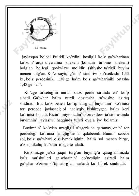 rat: sirtqi – fibroz orta – qan tamir ishki –tor siyaqli perde, ko’z suyiqlig’i, ko’zz ga’whari, shiyshe siyaqli dene ko’z kesesinin’ ishki bo’legi ko’z ga’whari, ko’z suyiqlig’i ha’m shiyshe ta’rizli deneden ibarat. bulardin’ ha’mmesi tiniq, shiyshe ta’rizli bolip, ko’zge tu’setug’in jaqtiliq nurinin’ sindiriw qa’siyetine iye. ko’riw nervinin’ mayda talashalari ko’z kesesinin’ torsilion perdesinin’ arqa betinde jaylasqan tayaqsha siyaqli ha’m kolba siyaqli retseptorlar (kletkalar) menen tutasqan bolip, olardag’i qozg’alisti qabil qiladi. nerv talashalari birlesip, ko’riw nervi talasin payda etedi ha’m ol tor siyaqli perdenin’ arqa bo’leginde jaylasqan arnawli tesikshe arqali bas miyg’a kiredi. ol aldin orta miyg’a ha’m araliq miyg’a ko’riw do’n’esine baradi. son’ bas miydin’ o’tkiziwshi jollarina birlesip, bas miy qabig’inin’ en bo’leginde jaylasqan ko’riw orayinin’ nerv kletklarina tutasadi. ko’riw analizatorinin’ bo’lekleri: 1 – ko’z tor perdesinde jaylasqan jaqtiliq seziwshi organlar (ko’riw analizatorinin’ periferik bo’legi – retseptorlari); 2 – ko’riw nervi (ko’riw analizatorinin’ o’tkiziwshi bo’legi); 3 – bas miy qabig’inin’ …