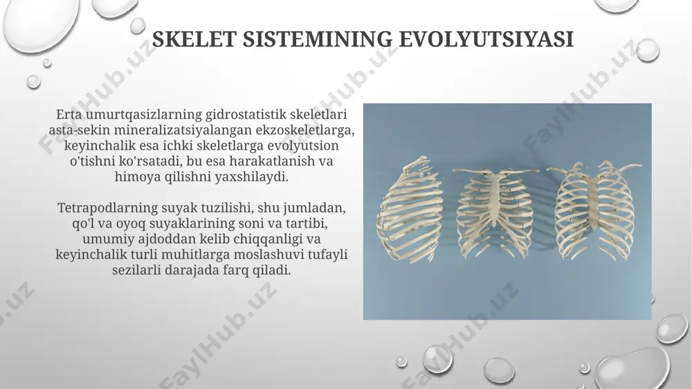 amfibiyalarda skelet - Page 5