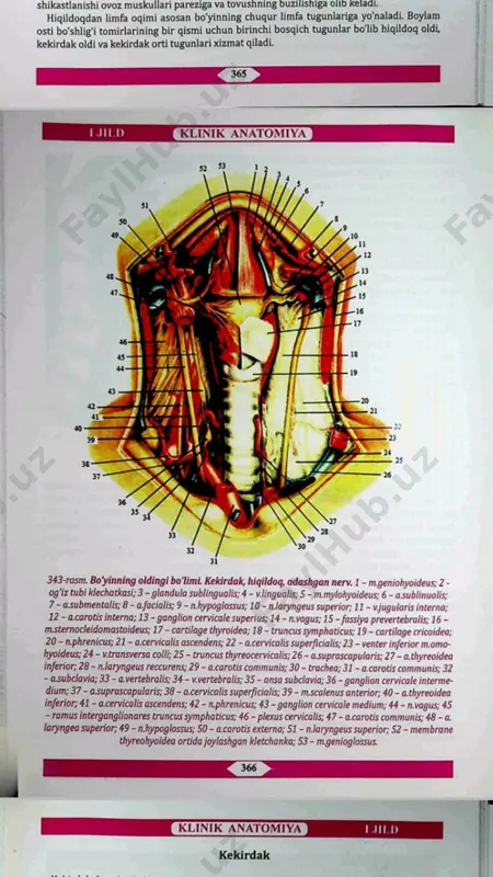 bosh suyagi o'rta chuqurchasi haqida ma'lumot - Page 5