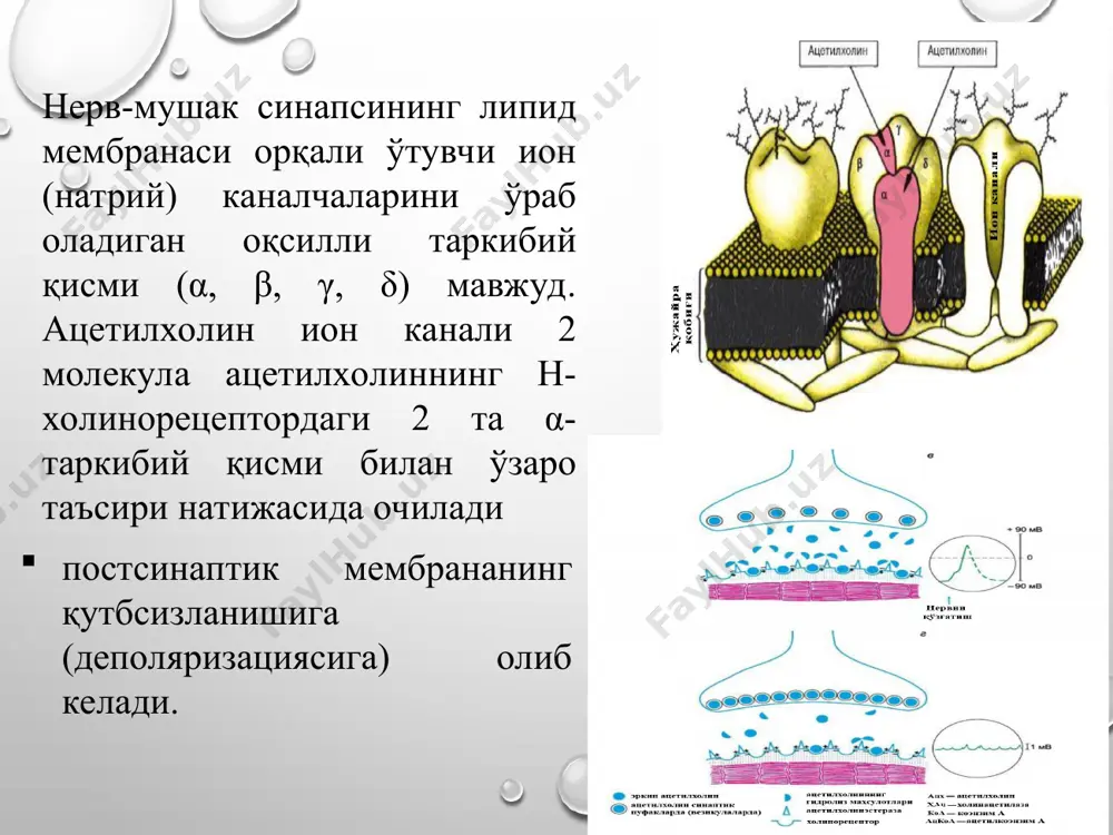 жараёнини кучайтиради силлиқ ва склет мушакларининг тонусини оширади ва қисқаришини кучайтиради хазм органлари ва тер безлари секрециясини оширади кураресимон моддалар таъсирида бузилган нерв-мушак ўтказувчанлигини қайта тиклайди. миоз, аккомодация спазми, ёпиқ бурчакли глаукомада кўз ички босимини камайтиради фармакодинамикаси фармакокинетикаси. сурилиши т/о га юборилса тез сўрилади. терапевтик концентрацияни қон плазмасида 30 мин. cmax қон плазмасида 1 марта юборилганда (10 мг/кг, ичга ва парентерал) 2 соатда -1.2 мг/мл тарқалиши галантаминнинг ярим тарқалиши 10 мин . плазма оксиллари билан суст боғланади, гэт дан яхши ўтади. метаболизм унинг деметилланиш орқали (5-6%) эпигалантамин и галантаминон метаболитлари сийдик ва қонда учрайди.. организмдан чиқиши асосан нефронда фильтрацияланиб, 5 с да чиқади. қисман ўт орқали ажралади (0.2±0.1%/24 с). галантамин ўзгармасдан ва унинг метаболитлари пешоб орқали тери остига юборилгандан сунг 89% чиқиб кетади. буйрак клиренси -100 мл/мин, инулнникига яқин. бўйрак етишмовчилигида клиренс камаяди. тиббиётда ишлатилиши: неврологияда: —нерв тизимининг травматик жарохатида; — болалар церебрал параличида; — орқа мия каслликларида (миелит, полиомиелит, …