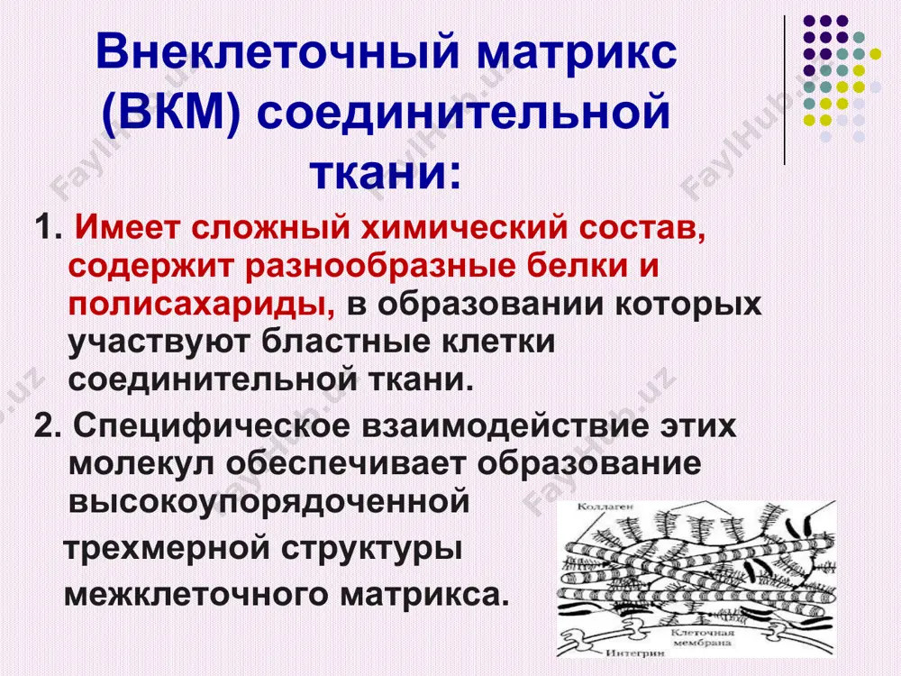 от проколлагена n – и с – концевых пептидов под действием специфических протеиназ. * 2) формирование фибрилл коллагена из сформировавшихся молекул тропоколлагена происходит сборка коллагеновых фибрилл, в которых одна нить тропоколлагена сдвинута по отношению к другой примерно на на ¼ своей длины. на стыках молекулы тропоколлагена не примыкают друг другу вплотную, между ними остается просвет длиной в 35-40 нм. в твердых тканях эти просветы выполняют роль центров минерализации. такое расположение повышает прочность фибрилл на растяжение. * 3) стабилизация и укрепление фибрилл коллагена модифицированные аминокислоты - гидроксипролин и гидроксилизин играют важную роль в образовании фибрилл. он – группы гидроксипролина соседних цепей тропоколлагена образуют водородные связи, укрепляющую структуру фибрилл. радикалы лизина, гидроксилизина и аллизина обеспечивают поперечные сшивки между молекулами тропоколлагена. образование аллизина для создания укрепляющих связей фермент лизилоксидаза катализирует реакцию превращения в тропоколлагене аминогрупп отдельных лизильных и гидроксилизильных остатков в альдегидные группы и образование аллизина. остаток лизина остаток аллизина * возникшие альдегидные …