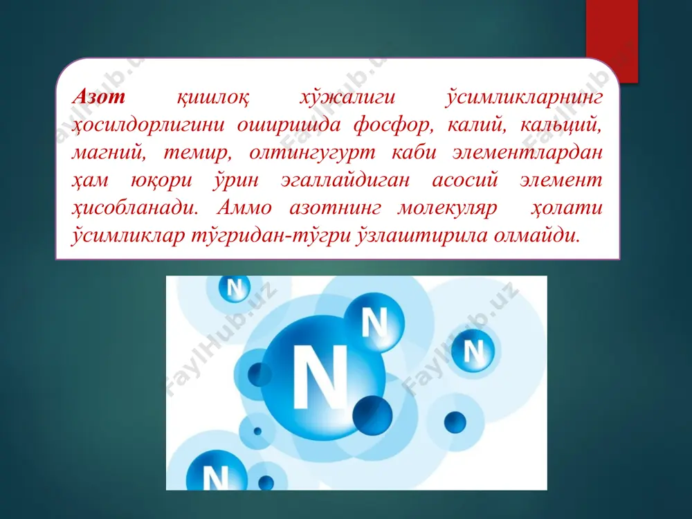 а, табиатни ўрганишга муяссар бўлди. нитрафикациянинг биринчи босқичини беш авлоднинг вакиллари: нитросмонас, нитросококкус, нитрососпира, нитросолобус нитросовибрио вакиллари амалга оширсалар нитрификация иккинчи босқичини нитробактер, нитроспира, нитрококкус авлод вакиллари амалга оширадилар. денитрификация жараёни ҳақида тушунча денитрификация нитратларнинг биологик, микроблар иштирокида қайтарилиши жараёнидир. бу бевосита денитрификация дейилади. агар аминокислоталар билан нитрит кислота таъсирида молекуляр азот ҳосил бўлса, яъни нитратлар химиявий йўллар билан қайтарилса билвосита денитрификация содир бўлади. молекуляр азотни ўзлаштирувчи микроорганизмлар аҳамияти ниҳоятда каттадир. атмосферадаги азот захираси битмас-туганмасдир. ернинг 1 км2 сатхидаги ҳавода 8 млн тонна азот мавжуд. аммо, буни ўсимликлар тўгридан-тўгри ўзлаштира олмайдилар. азотли ўгитларни жуда катта чиқим билан ишлаб чиқарилади. молекуляр азотни ўзлаштирувчи микроорганизмларни ва эркин азотнинг ўзлаштирилиши азот ўзлаштирувчи микроорганизмни 1893 йилда с.н.виноградский ажратиб олган. бу анаэроб спора ҳосил қилувчи таёқчасимон микроб бўлиб бунга клостридиум деб ном берилди. 1901 йилда голанд микробиология м.бейеринк аэроб азотобактер ҳам молекуляр азот ўзлаштиришини аниқлади. ўсимликлар озиқланиши устида ишланган немис олимлари г.гельригель ва г.вильфарта дуккакли …