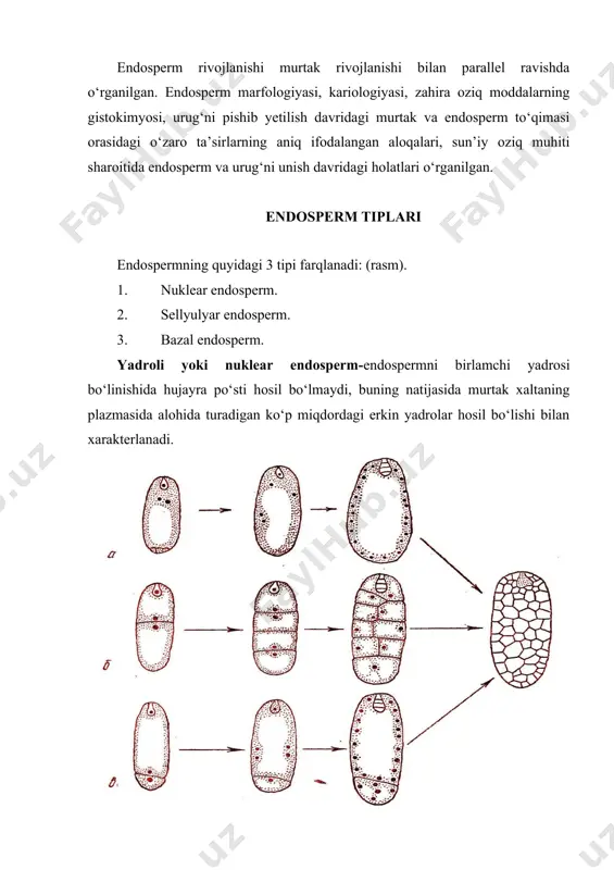 etsa, boshqalarda ularning soni 2000 dan ortadi. ma’lumotlariga ko‘ra, hujayra yadrolarni bir-biridan ajratadigan to‘siq devorlarni hosil bo‘lishida golji apparati muhim ahamiyat kasb etadi. nuklear endospermda hujayra devorini hosil bo‘lishi murtak xaltaning mikropilyar qismidan, yoki xalazal qismidan, ba’zan yon qismlaridan boshlanib, keyin markazga tomon yo‘naladi. murtak xaltadagi barcha yadrolarda to‘liq hujayra devori hosil bo‘lmasligi mumkin, shuning uchun alohida yadrolar uning o‘rtasi yoki xalazal qismida qoladi. hujayrali yoki sellyulyar endosperm. endospermning birlamchi yadrosini bo‘linishi hujayra po‘sti hosil qilinishi bilan boradi. bu tipdagi endosperm magnoliya, qo‘ng‘iroqgul, labgudoshlar, va murakkabguldoshlar vakillarida uchraydi. hujayradagi to‘siqlarning yuzaga kelishi turli sistematik guruhlarga mansub o‘simliklarda turlicha tarzda ro‘y beradi. birinchi va ikkinchi ko‘ndalang to‘siq qanday joylanishiga ko‘ra to‘rt ko‘rinishdagi hujayrali endosperm farqlanadi: 1. birinchi to‘siq ko‘ndalang, undan keyin ikkita yosh hujayrada uzunasiga to‘siqlar hosil bo‘ladi. 2. birinchi to‘siq uzunasiga keyingi ikkita yosh hujayrada ko‘ndalang to‘siqlar hosil bo‘ladi. 3. birinchi va ikkinchi to‘siqlar o‘zaro kesishgan holda o‘tadi. 4. birinchi …