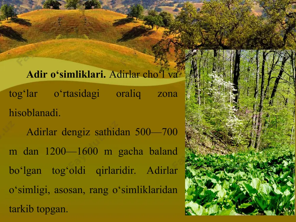 im joylarda qalin o‘rmonlarni hosil qiladi. bular yakka o‘sayotgan archa, zarangning ayrim turlari, yong‘oq, yovvoyi olma, tog‘olcha va do‘lanalardir. dengiz sathidan qariyb 2000 m dan 2800 m gacha balandlikda, ayniqsa, shimoliy tyanshan va torbog‘otoy, jung‘oriya olatovi tog‘larida ignabargli va keng bargli daraxtlardan iborat katta-katta o‘rmonlar mavjud. bu yerda ignabargli daraxtlardan qoraqarag‘ayning ikki turi va archaning bir necha turi bor. o‘rta osiyo tog‘larida keng bargli o‘rmonlar, asosan, g‘arbiy tyanshan, hisor va janubiy tojikiston tog‘larida (g‘arbiy va janubiy yonbag‘irlarida) tarqalgan. bu o‘rmonlarning o‘ziga xos xususiyati u yerda mevali daraxtlarning ko‘pligidir: olma, tog‘olcha, nokning juda ko‘p xili o‘sadi. bu yerda yong‘oq, bodom va do‘lananing turli xillari bor. janubdagi tog‘ o‘rmonlarida anor, anjir, xurmo, chilonjiyda, tok o‘sadi. yong‘oqzorlar eng nam va issiq joylarda, g‘arbiy tyanshanning ayrim qismlarida va, asosan, farg‘ona tog‘ tizmasida joylashgan. yaylov o‘simliklari. tog‘ mintaqasidan yuqoridagi (dengiz sathidan 2700—2800 m va undan baland) joylarni tog‘ yaylovlari egallagan. bu joylarning iqlimi tog‘ mintaqasidagiga …