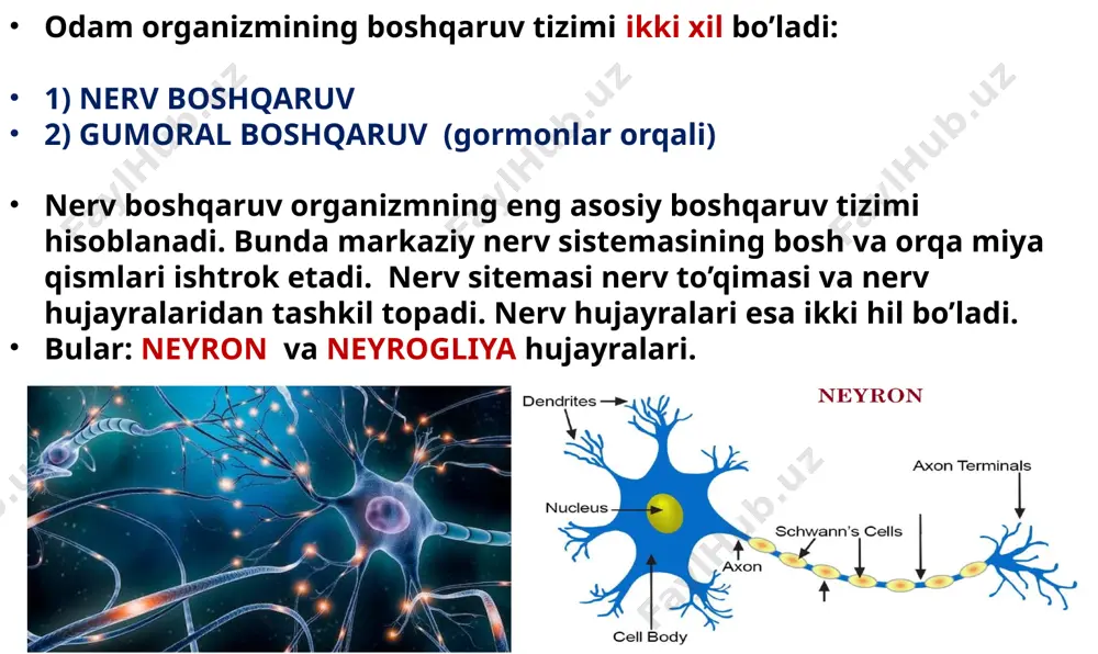 n joyi sinaps oldi (presinaptik) membrana deyiladi. sinapslarda mayda va yirik donali va donasiz granula pufakchalar vezikulalar hamda mitoxondriyalar bo`ladi. pufakchalarda qo`zg`alishning o`tkazilishini ta`minlaydigan, vositachi kimyoviy moddalar mediatorlar sintez qilinadi va saqlanadi. mayda pufakchalarning diametri 40-50 nm ga, yiriklariniki 80-100 nm ga teng. presinaptik membrana impulsni o`tkazilishi kerak bo`lgan nerv, mushak, bez hujayra membranasi sinapsketi (postsinaptik membrana) deb ataladi. 19 sinapslarning turlari: aksosomatik sianpslar aksoaksonal sinapslar aksodentrik sinapslar dendrosomatik sinapslar dendrodentrik sinapslar mediatorlarning turlari noradrenalin –o’rta va uzunchoq miyadan dofamin – targ’il tanadan va gipotalamusdan serotanin – miya ustuni neyronidan asitilxonin – orqa miyaning po’stloq qismidan orqa miyaning (medulla spinalis) tashqi va ichki tuzilishi orqa miya uzun yassilashgan tasma xolida, umurtqa pog‘onasining kanalida joylashgan bo‘lib, ayollarda uzunligi 41-42 sm, erkaklarda 45 sm. teng. orqa miyaning yuqori chegarasi atlantning yuqori chetidan boshlanib, pastki chegarasi esa i-ii bel umurtqalari sohasida tugallanadi va so‘ng konus shaklida tugaydi. bu konus dumning ii umurtqasigacha cho‘zilib …