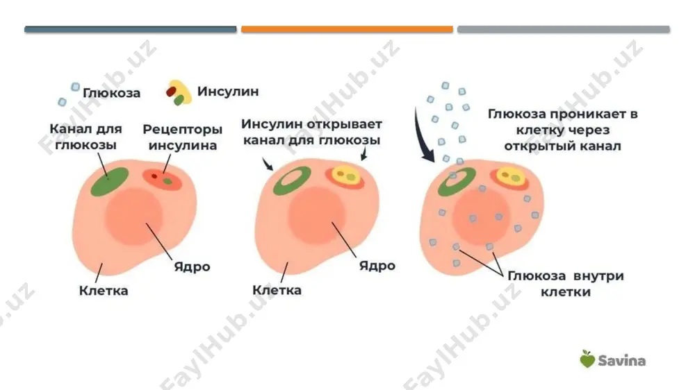 1ml glyukogon yuborish lozim bo'ladi. 40% li 20-100 ml glyukoza 0,1% 1ml teriostiga adrenalin 500 ml 5% glyukozaga 30-60 gidrokortizon qo’shib infuziya qilinadi image1.jpeg image2.png image3.png image4.png image5.jpg /docprops/thumbnail.jpeg