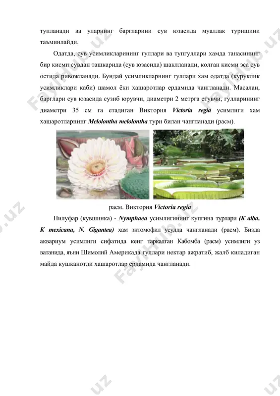 ил усимликларда чангланиш сув остида (гипогидрофилия), бошкаларида сув юзасида (эпигидрофилия) содир булади. гуллари сув остида (гипогидрофилия) чангланувчи усимликларга асосан денгизларда усувчи денгиз ути (zostera), наядлар (najas), океан посидонияси (posidonia oceanica), талассиялар (thalassia hemprichii), сув учмалари (ceratophyllum) ва бошкалар киради. масалан, сув учмасида (ceratophyllum) бир уйли айрим жинсли булиб, чангчи гулларида етилган чангларида уни куриб колишдан саклайдиган ташки пуст - экзина булмайди. сув билан пассив равишда таркаладиган чанглар купинча ип шаклида булади, уларнинг шу шаклда булиши тумшукчаларга яхширок тушиш ёки илашишга имкон беради. тумшукчалар хам купинча чангни тутиб олишга енгиллик тугдирадиган ипсимон ёки лентасимон булади. купчилик гидрофил усимликлар чангларининг солиштирма огирлиги сувнинг солиштирма огирлигига тенг булади, шу сабаб улар сув тагига чутсмасдан ёки сув юзасига калкиб чикмасдан сув окими билан таркалади. уругчи гуллар чангчи гуллардан пастрокда жойлашган баъзи усимликларнинг чанглари сувнинг солиштирма огирлигига нисбатан огир булади ва сув остига секин чукар экан, пастдаги уругчи гулларнинг тумшукчасига тушади ва чангланиш жараёнини содир …