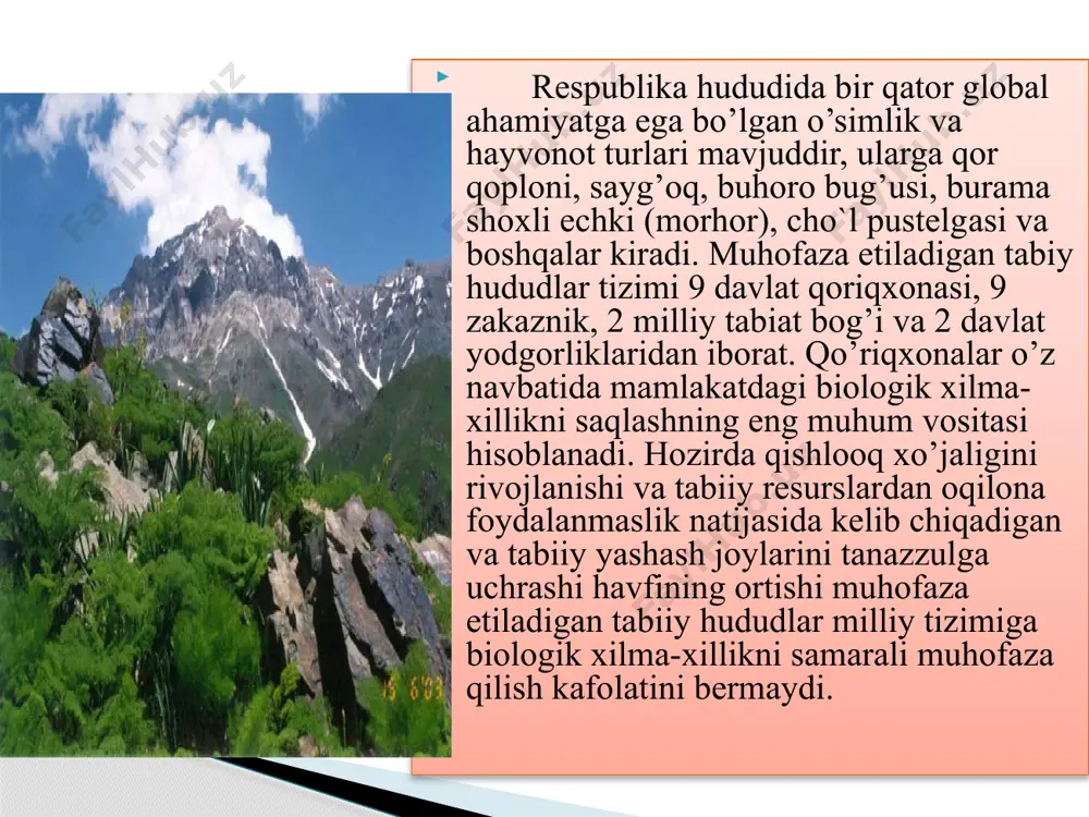 ch kabi daraxtlarda tuzilgan. tog` yon bag`rlaridagi buta va o`rmonzorlar asosan achchiq bodom va shu kabi daraxtlardan tashkil topgan. bubdan tashqari bu yaerda markaziy osiyo mintaqasi juda kam uchraydigan daraxt-shrqiy biota ham bor. bir-ming yoshli biyotaning aylanasi 8,5 metr bo`lib, mojrum qishlog`ida joylashgan. nurota davlat qo`riqxonasi o`ziga xos boy va rang-barang fauna olami bilan ham ajralib turadi. u yerda sut emizuvchilarning 34 turi mavjud. bu yerda keng tarqalgan va boshqa hududlarda kam uchraydiganturlardan biri bu severtsov qo`ylari sanaladi. shu bilan birga bu yerda noyob hayvonot olaming boshqa turlarini ham kuzatish mumkun. yirtqichlarning tulki, bo`ri, to`ng`iz, shoqol va boshqa turlari asosan tog`ning baland qismlarida ko`plab uchraydi. tog`ning pastki tomonida esa, bo`rsiq, cho`l mushugi, suvsar kabi hayvonlarini ko`rish mumkun. tog` etaklarida va o`rmonzorlarda yovoyi cho`chqalar yashaydi, qo`riqxonaling tabiiy muhiti ularning yashashi uchun qulay shart sharoit yaratadi. severtsov qo`ylari nurota davlat qo`riqxonasidagi noyob va o`ta qiziqarli bo`lgan sut emizuvchilardan sanaladi. ayni paytda bu …