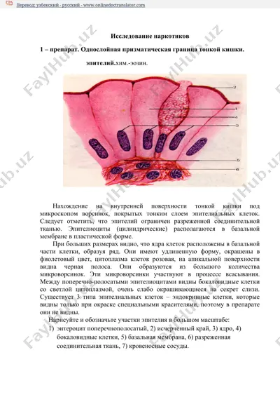 исследование наркотиков — DOCX