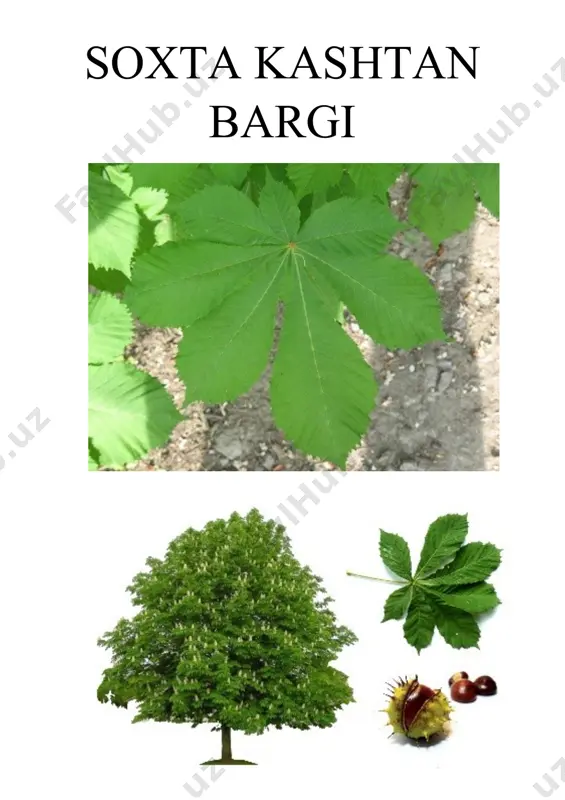 o‘rik bargi - Page 5