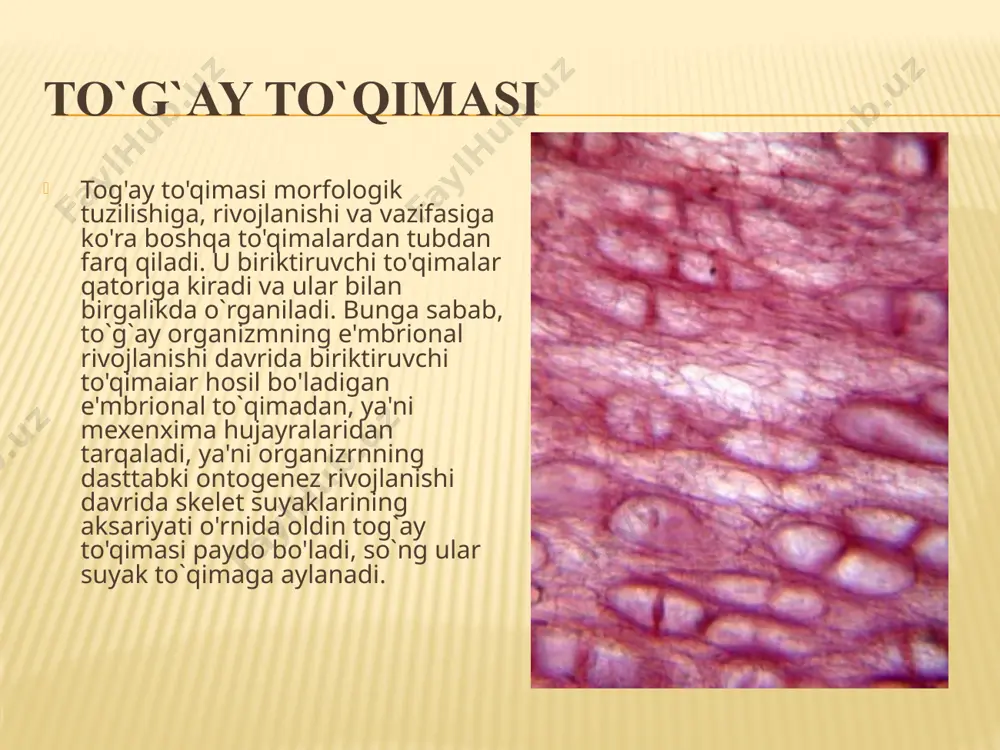 iga shakli yumaloq yoki ovalsimon tog`ay hujayralari (xondrocitlar) va to'qimaning rivojlanishi hamda regenerasiyasini ta`minlovchi xondrioplast hujayralar kiradi. hujayra oraliqlarini esa oraliq modda to`ldirib turadi. oraliq modda boshqa boshqa to'qimalardagiga nisbatan bu yerda ko'proq bo'ladi va tayanch hamda mexaniq vazifalami bajaradi. vazifasi va morfologik tuzilishiga ko'ra uch xil tog'ay to'qimasi uchraydi: gialin, elastik va tolador tog'ay to'qimalar. hujayra va oraliq moddalarni quyidagicha klassifikasiya qilish mumkin. tog’ay to’qimasi tuzilishi va vazifasiga ko’ra ikkiga bo’linadi. tog’ay xondrosit xondroblastlarga xondrotsit xondrosit tog'ay to'qimasining asosiy qismini tashkil e'tadi. odatda, yumaloq yoki ovalsimon shaklda bo`lib, tashqi yuzasi notekis, hujayra yuzasida mikrovorsinalarga o'xshash o'simtalar bor. har tog'ay hujayrasi yoki bir necha hujayradan tashkil topgan bir guruh hujayralar to'qjmaning oraliq moddasida hosil bo'lgan bo'shliqlarda joylashadi. tog`ay hujayralarining bitta bo'shliqda hosil qilgan guruhi izogen guruh deyiladi. odatda, bunday bitta hujayraning ko`payishi natijasida hosil bo'ladi. har bir tog'ay hujayrasida bittadan, ayrimlarida ikkitadan yadro bo` lib, bu yadrolar ichida bo'yoqlarga yaxshi …