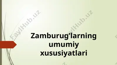 zamburug’larning umumiy xususiyatlari — PPTX