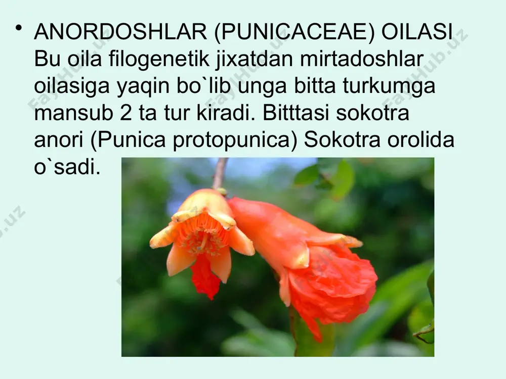 mirtadoshlar (myrtaceae) oilasi - Page 4