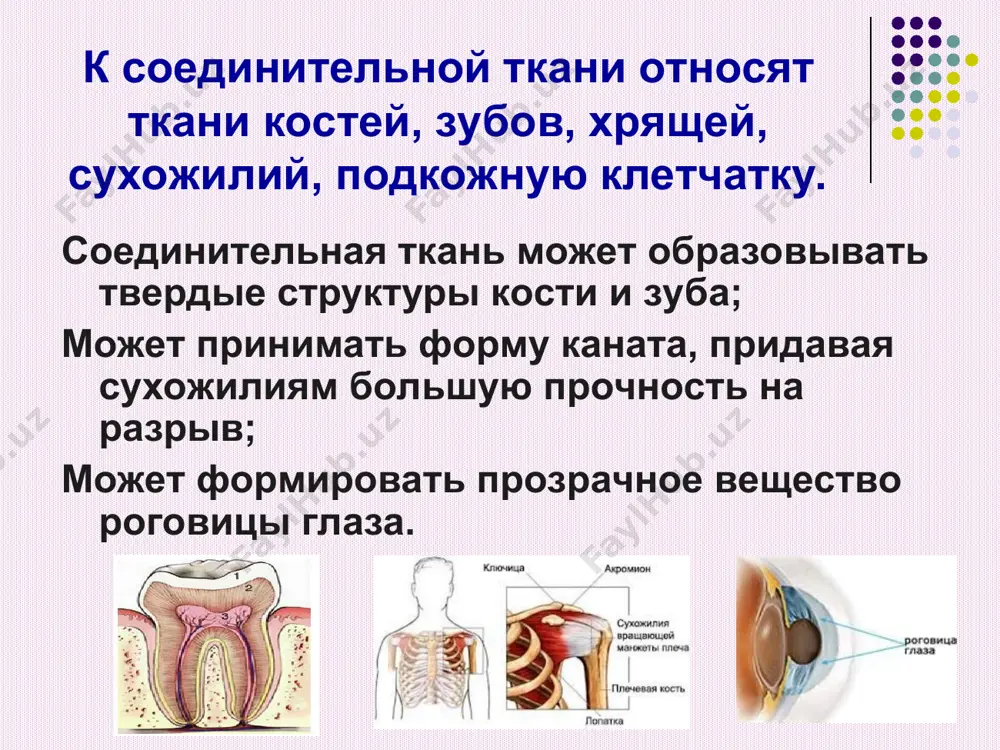 белки составляют группу неколлагеновых белков межклеточного матрикса. соотношение коллагеновых и неколлагеновых белков межклеточного матрикса составляет 75% и 25% соответственно. коллаген – основной структурный белок соединительной ткани коллагены составляют приблизительно 30 % общего количества белка в организме, синтезируется клетками соединительной ткани. в настоящее время идентифицировано более 20 разновидностей коллагенов, которые кодируются отдельными генами. строение молекул коллагенов молекулы коллагенов имеют трехспиральную структуру, полученную при скручивании трех полипептидных α – цепей, где отдельные цепи связаны между собой водородными связями. количество аминокислот в каждой из α – цепей около 1000. * особенности аминокислотного состава коллагена полипептидная цепь коллагена состоит из повторяющихся триплетов: [гли-х-y], где гли – глицин, х и y могут быть любыми аминокислотами, но чаще всего: х –пролин или аланин y - гидроксипролин или гидроксилизин. коллаген содержит 33% глицина. на рисунке аминокислотные остатки глицина окрашены в черный цвет, а других аминокислот – в белый. * * схематически цепь коллагена может быть представлена следующим …
