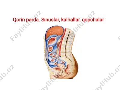 peritoneum (peritoneum) — PPTX