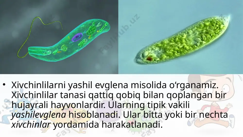 hi bilan eski xivchinning yonida ikkinchi yangi xivchin hosil bo‘ladi. bo‘li nish butun tana bo‘ylab shu ikki xivchin hamda yadro o‘rtasidan o‘tadi. sista hosil qilishi. noqulay sharoit tug‘ilganda evglenaning xivchini tushib ketadi; tanasi qisqarib, yumaloqlanadi va qalin qobiq bilan o‘ralib sistaga aylanadi. volvoks – koloniya bo‘lib yashovchi bir hujayrali hayvon. iflos suvli hovuz va ko‘llarda diametri 1 mm keladigan yashil sharga o‘xshash volvokslar uchraydi (8-rasm). volvoks koloniyasi mingga yaqin noksimon ikki xivchinli hujayralardan tashkil topgan. hujayralar sharning sirtida joylashgan bo‘lib, sitoplazmatik ipchalar yordamida o‘zaro bog‘langan. sharning ichi quyuq dildiroq modda bilan to‘lgan. ayrim xivchinlilar parazit hayot kechiradi. tripanosoma tropik afrikadagi xalqlar qoni zardobida yashab, uyqu kasalligini keltirib chiqaradi. leyshmaniya o‘zbekistonning janubidagi ayrim hududlarda va tropik mamlakatlarda uchraydi, odam yuzi va ba’zan qo‘l terisida uzoq vaqt tuzalmaydigan yara hosil qiladi. savol va topshiriqlar xivchinlilar tuzilishi soxta oyoqlilardan qanday farq qiladi? evglena yorug‘likda qanday oziqlanadi? qisqaruvchi vakuola qanday ahamiyatga ega? evglena qanday …