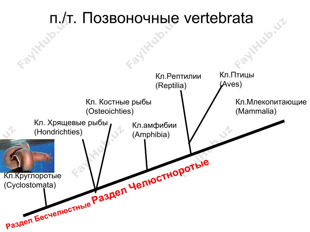 хордовые (chordata) - Page 2