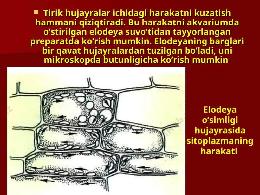 hujayralarning hayotiy faoliyati - Page 3