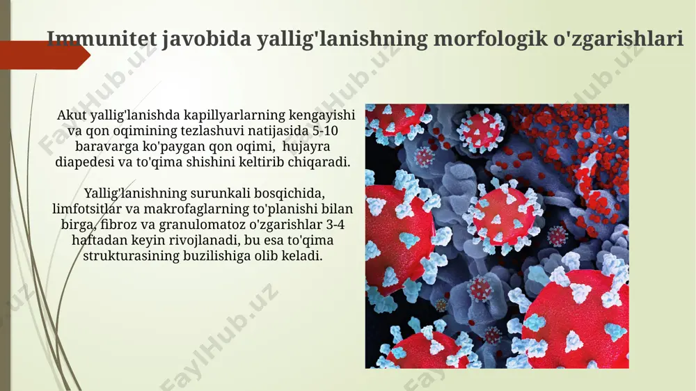 immun himoya reaksiyalarining morfologik asoslari - Page 5