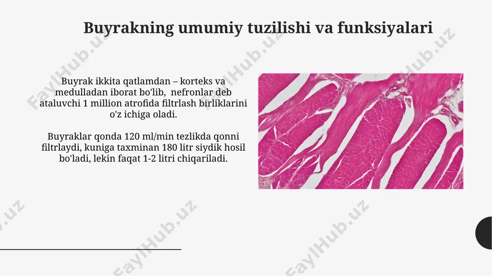 buyrakning gomeostatik va sekretor funksiyalari - Page 5