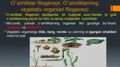 o`simliklar filogenezi — PPTX