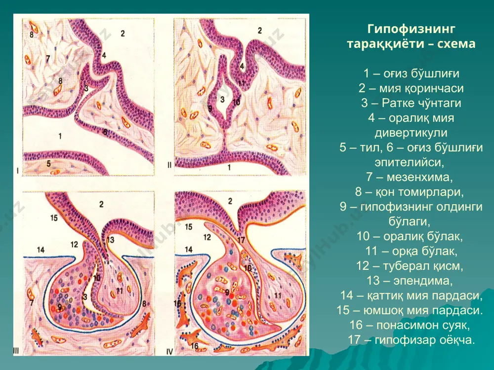 эндокрин тилималар классификацияси - Page 5