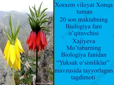 "yuksak o’simliklar" — PPTX