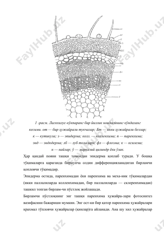 — гистогенлар на-зарияси бўлиб, уни 188 йилда ганштейн олға сур-ди. бу назарияга асосан, гулли ўсимликларнинг ўсиш нуқгасида битга эмас, инициал ҳужайраларининг бир гуруҳи бир неча қават бўлиб жойлашади. ган-штейннинг фикрига кўра, ўсиш нуқгасининг энг ташқи ҳужайралари қаватининг остидаги меристематик ҳужайраларидан поянинг ва умуман бутун ўсимлик-нинг ривожланиши содир бўлади. ана шу меристема-тик ҳужайралар йиғинди-сини ганштейнн 3 та зона-га — гистоген (юнон. х и с -тос —кийим, газлама), 2-расм. ёш олхўри дарахти поясининг кўндаланг кесими: 1 — умумий тасвир; 2 — катта қилиб кўрсатилиши; к — камбий, колл — коленхима; мкс — метаксилема; мф — метафлоэма; п — паренхима; пк — бошланғич пўстлоқ; пкс — бошланғич ксилема; пркс— протоксилема; прф — прото-флоэма; пф — бошланғич флоэма; с — ўзак; эп — эндодерма. дерматоген (юнон. дерматос — пўст, генос — туғаёт-ган, туғилган, чиқиб келиш), периблема (юнон. периб-л е м а — қоплам, пўстлоқ), плеромага (юнон. п л е р о м — тўлдириш) …