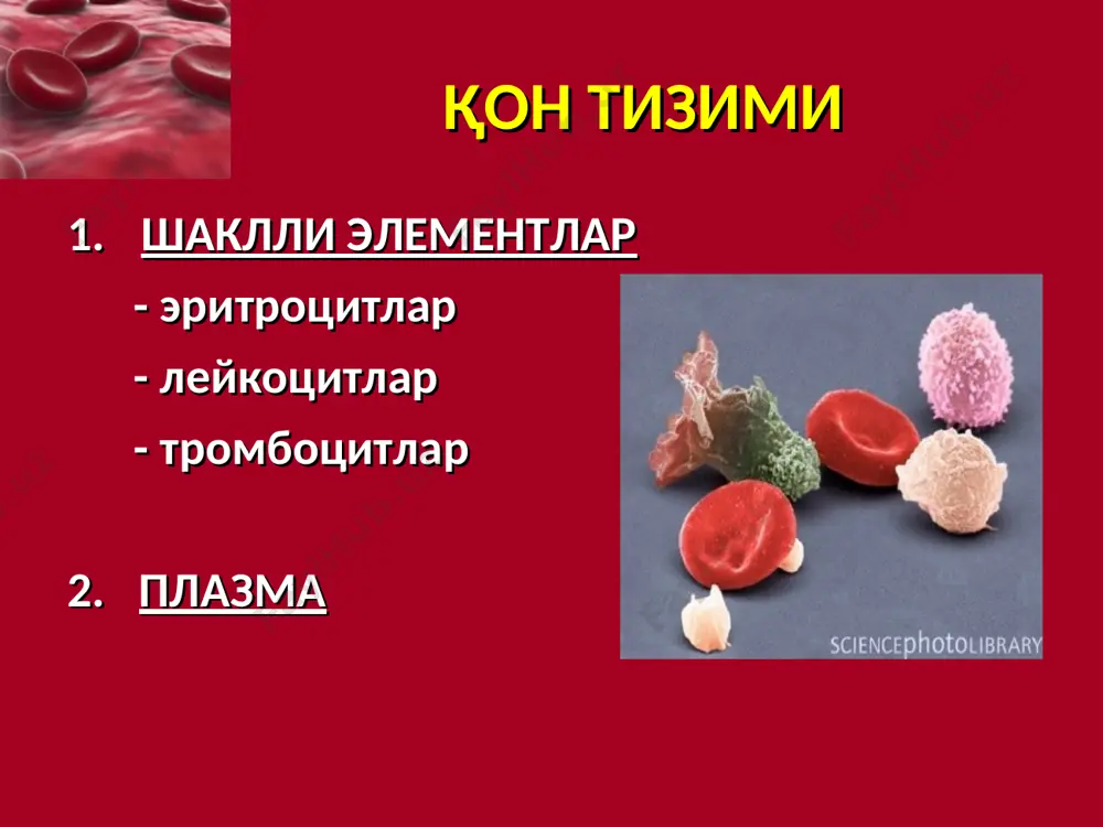 ектив эффектив эритропоэз бунда эритроцитлар яшайди ёки нормал давр яшаш имкониятига эга ва 1 эритробластда 8-16 етук оқим мавжуд. неэффектив эритропоэз ҳосил бўлган эритроцитлар ҳали қизил суяк илигида парчаланади ёки периферик қонда пайдо бўлишидан кўп ўтмай,1 эритробластда 2 дан кам бўлмаган етук авлод ҳосил бўлади. эритропоэз характеристикаси ядро инволюция тезлиги. цитоплазма гемоглобинизацияси даражаси ва тезлиги. эффектив эритропоэз ядронинг доимий инволюцияси ва цитоплазманинг доимий гемоглобинизацияси билан характерланади. эритроцитлар ҳосил бўлиш цикли 60ғ80 соатни ашкил қилади. неэффектив эритропоэз цитоплазма гемоглобинизацияси бузилади (эритроцитлар гемоглобин тўлиқ ололмагандан сўнг ўз функциясини бажара олмайди.) эритроцитлар жуда катта қисми қизил суяк кўмигида ва периферияда парчаланиб кетади. эритропоэз 1. нормобластик эффектив неэффектив терминал эритропоэз мегалобластик эритроцитлар ўртача диаметри 7 – 8 микрон витамин в12 ва фоли кислота етишмовчилиги билан боғлиқ анемияда кузатилади. терминал эритропоэз эритроид қатордаги етилаётган элементлар нв билан тўлади ва жуда тез дифференцирланади. бунда етилаётган полихроматофил эритробластлар улар бўлинмасдан тезлашиши мумкин . анемииялар анемия грекчада. an …