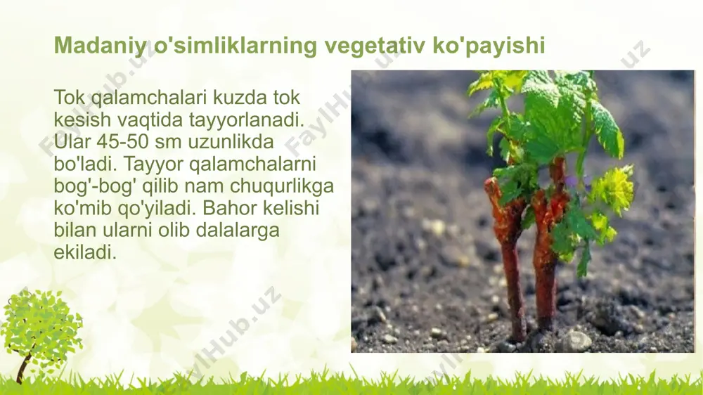 madaniy o'simliklarning vegetativ ko'payishi - Page 4