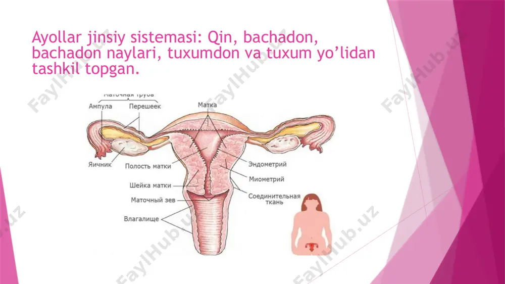 ayollar reproduktiv tizimi a’zolariining nurtashhislash usullari - Page 2