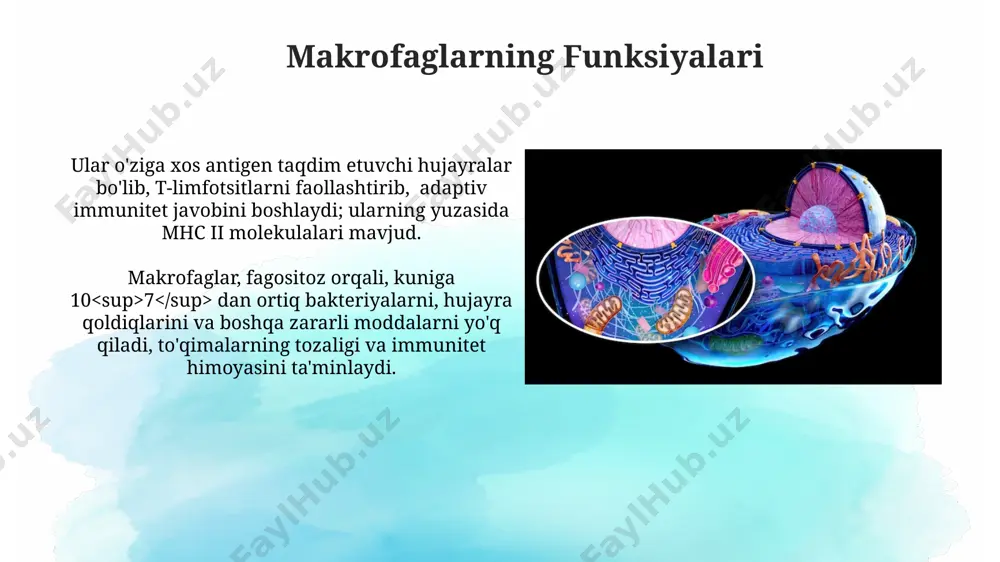 mononuklear fagotsit sistemasi - Page 3