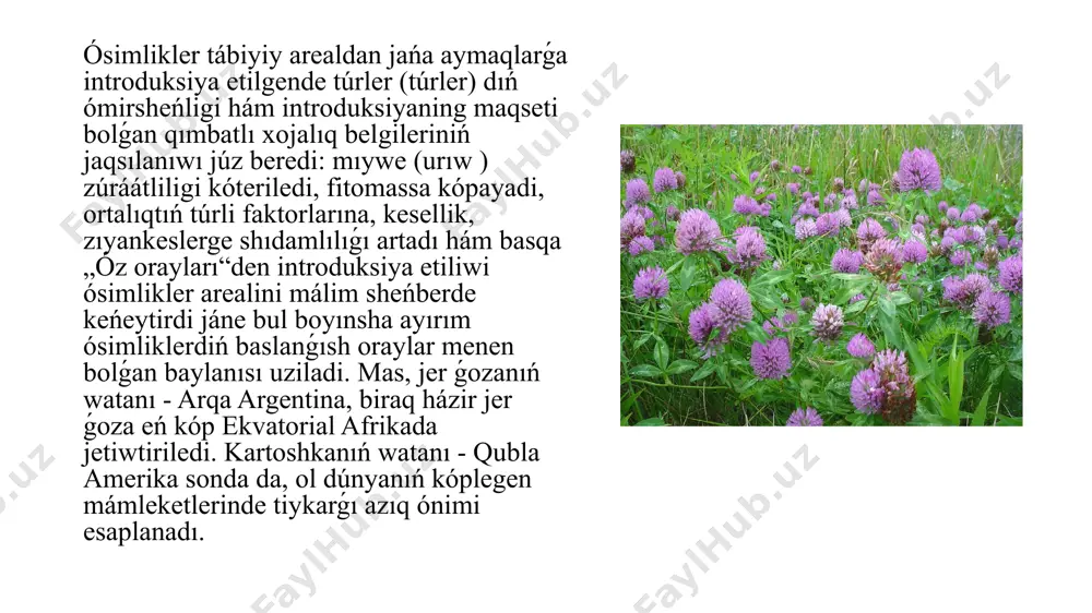 na introduksiyaning usılları. ekologiyalıq ta'rixiy (ekologo-istoricheskiy metod ) usıl - bul usılda introdutsent (ósimlikler) obiekt tábiyiy florası tariyxıy analiz qılıw boyınsha uyreniledi hám baxolanadi. ekologiyalıq genetikalıq usıl - bul usılda introduksiya etiletuǵın ósimlikler ekologiyalıq sistema hám kelip shıǵıw jaǵdayı boyınsha uyreniledi. ekologiyalıq -introduksiya usılı - bul usılda ósimlikler introduksiya sharayatıningekologik faktorlarǵa bolǵan munasabatiga kóre eksperimental tájiriybeler tiykarında uyreniledi hám bahalanadı. gruppa kompleks (metod rodovoy kompleks) usılı - bul kompleks usıl bolıp, gruppa sheńberindegi ósimlik túrler introduksiya sharayatında eksperimental tiykarında uyreniledi hám bahalaw. introduksiya faktorları (tábiyiy hám antropogen)-introduksiya úlkemizdao'sadigan bir qansha dárivor ósimlikler bargi hám urıwınan dári quralı ajıratıp alıw hám de olardıń fizikalıq-ximiyalıq ózgesheliklerin úyreniw aktual másele bolıp tabıladı, mısal ushın bir qansha ósimliklerdi keltiriwimiz múmkin. quramında polisaxaridlar bolǵan dárivor ósimliklerden biri úlken zubturum. ósimlik japıraqları jıl boyı jıynaladı, juqa etip yoyib, saya jerde quritiladi yamasa quritmay isletilse da boladı. turkum. cichorium l. - sachratqi tur. cichorium intybus l. - …
