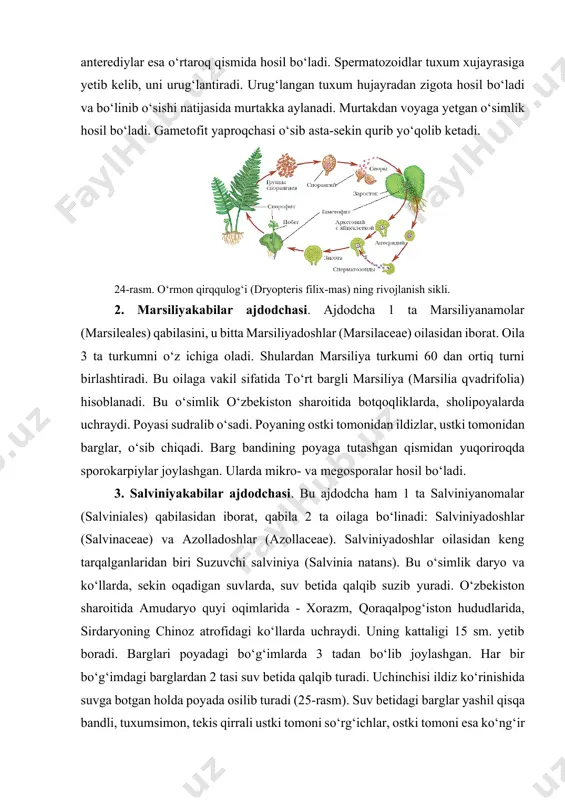 irqqulog‘i (dryopteris filix-mas) ning rivojlanish sikli. 2. marsiliyakabilar ajdodchasi. ajdodcha 1 ta marsiliyanamolar (marsileales) qabilasini, u bitta marsiliyadoshlar (marsilaceae) oilasidan iborat. oila 3 ta turkumni o‘z ichiga oladi. shulardan marsiliya turkumi 60 dan ortiq turni birlashtiradi. bu oilaga vakil sifatida to‘rt bargli marsiliya (marsilia qvadrifolia) hisoblanadi. bu o‘simlik o‘zbekiston sharoitida botqoqliklarda, sholipoyalarda uchraydi. poyasi sudralib o‘sadi. poyaning ostki tomonidan ildizlar, ustki tomonidan barglar, o‘sib chiqadi. barg bandining poyaga tutashgan qismidan yuqoriroqda sporokarpiylar joylashgan. ularda mikro- va megosporalar hosil bo‘ladi. 3. salviniyakabilar ajdodchasi. bu ajdodcha ham 1 ta salviniyanomalar (salviniales) qabilasidan iborat, qabila 2 ta oilaga bo‘linadi: salviniyadoshlar (salvinaceae) va azolladoshlar (azollaceae). salviniyadoshlar oilasidan keng tarqalganlaridan biri suzuvchi salviniya (salvinia natans). bu o‘simlik daryo va ko‘llarda, sekin oqadigan suvlarda, suv betida qalqib suzib yuradi. o‘zbekiston sharoitida amudaryo quyi oqimlarida - xorazm, qoraqalpog‘iston hududlarida, sirdaryoning chinoz atrofidagi ko‘llarda uchraydi. uning kattaligi 15 sm. yetib boradi. barglari poyadagi bo‘g‘imlarda 3 tadan bo‘lib joylashgan. …