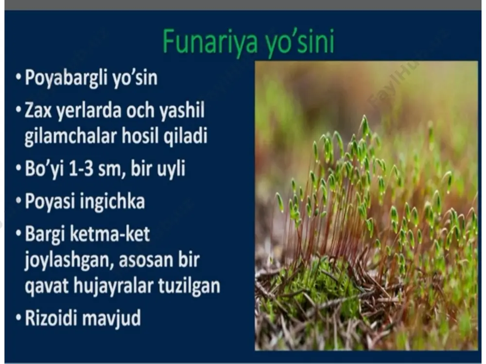 qirqbo'g'imlar bo'limi - Page 3
