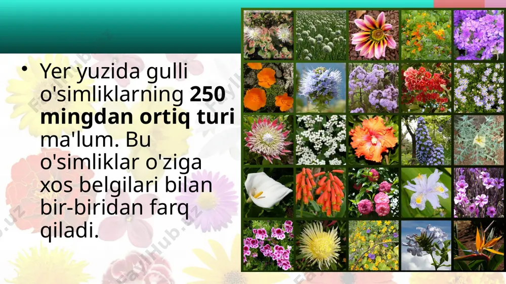 ganlar paydo bo'lgan. vegetativ organlar - lotincha «vegetatio» so'zidan olingan bo'lib, o'sish, rivojlanish degan ma'noni bildiradi. o'simliklarning ildizi, poyasi vegetativ organlardir. generativ organlar - lotincha «generate» so'zidan olingan bo'lib, yaratmoq, tuzmoq degan ma'noni bildiradi. generativ organlarga gul, meva va urug' kiradi. savol va topshiriqlar barcha gulli o'simliklar uchun xos bo'lgan belgilar nima-lardan iborat? gulli o'simliklarning qanday organlari bor? gulli o'simliklar nima uchun xilma-xil bo'ladi? bu o'simliklar qanday sharoitlarda o'sishga moslashgan? birorta gulli o'simlikning umumiy tuzilishi bilan tanishib chiqing. uni boshqasi bilan solishtirib ko'ring. farqini ayting. image2.jpeg image3.jpeg image4.png image5.png image6.jpeg image7.jpeg image8.jpeg image9.jpeg image10.jpeg image11.jpeg image12.jpeg image1.jpeg /docprops/thumbnail.jpeg